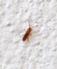 Orchesella cincta